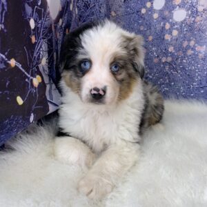 asher-300x300 Asher (Male) Australian Shepherd $1999.99 (Found Loving Home)