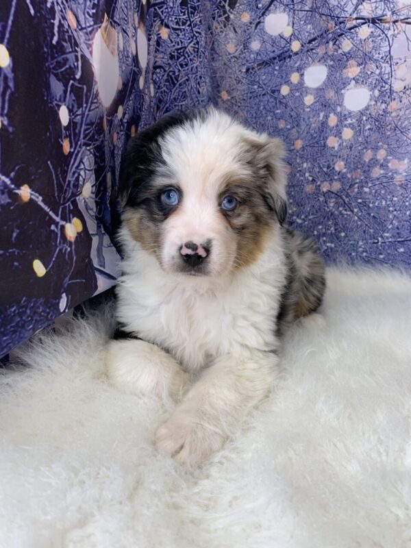 asher-600x800 Asher (Male) Australian Shepherd $1999.99 (Found Loving Home)