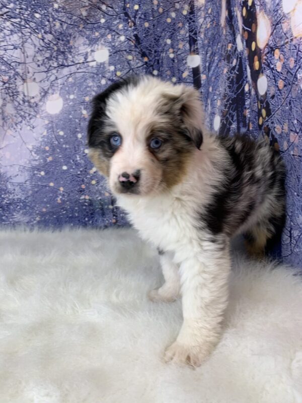 asher1-600x800 Asher (Male) Australian Shepherd $1999.99 (Found Loving Home)
