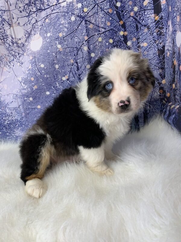 asher2-600x800 Asher (Male) Australian Shepherd $1999.99 (Found Loving Home)