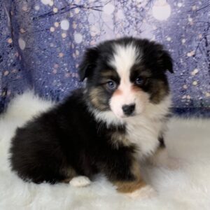 ava-300x300 Ava (Female) Australian Shepherd $1899.99 (Found Loving Home)
