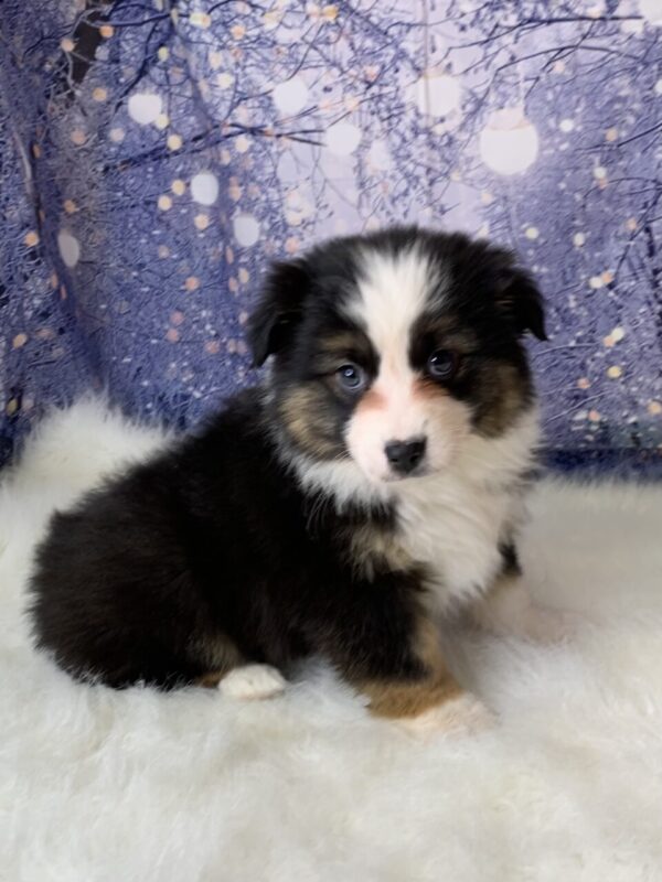 ava-600x800 Ava (Female) Australian Shepherd $1899.99 (Found Loving Home)