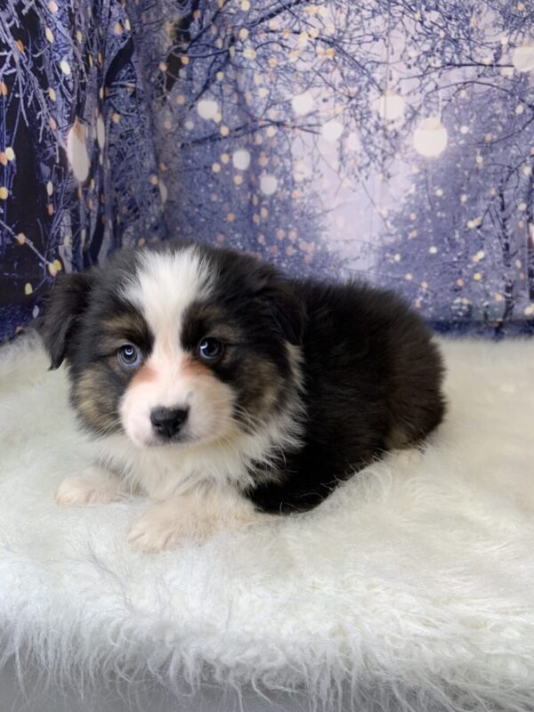 ava1-600x800 Ava (Female) Australian Shepherd $1899.99 (Found Loving Home)