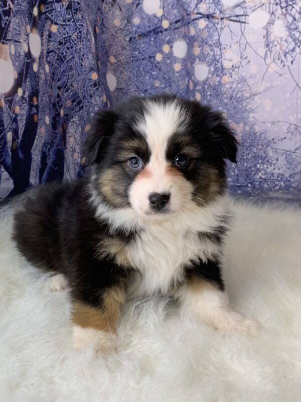 ava2-600x800 Ava (Female) Australian Shepherd $1899.99 (Found Loving Home)