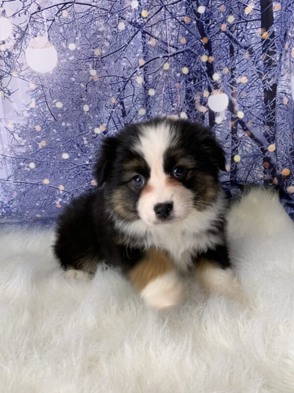 ava3-600x800 Ava (Female) Australian Shepherd $1899.99 (Found Loving Home)