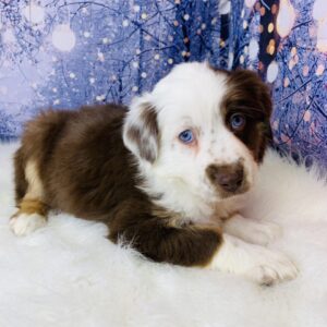 avery-300x300 Avery (Female) Australian Shepherd, Mini $1499.99 (Found Loving Home)