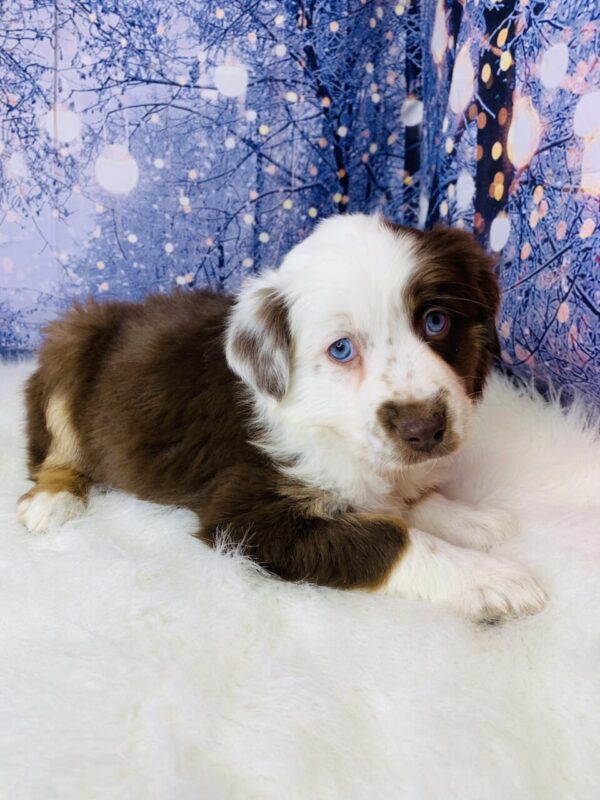 avery-600x800 Avery (Female) Australian Shepherd, Mini $1499.99 (Found Loving Home)