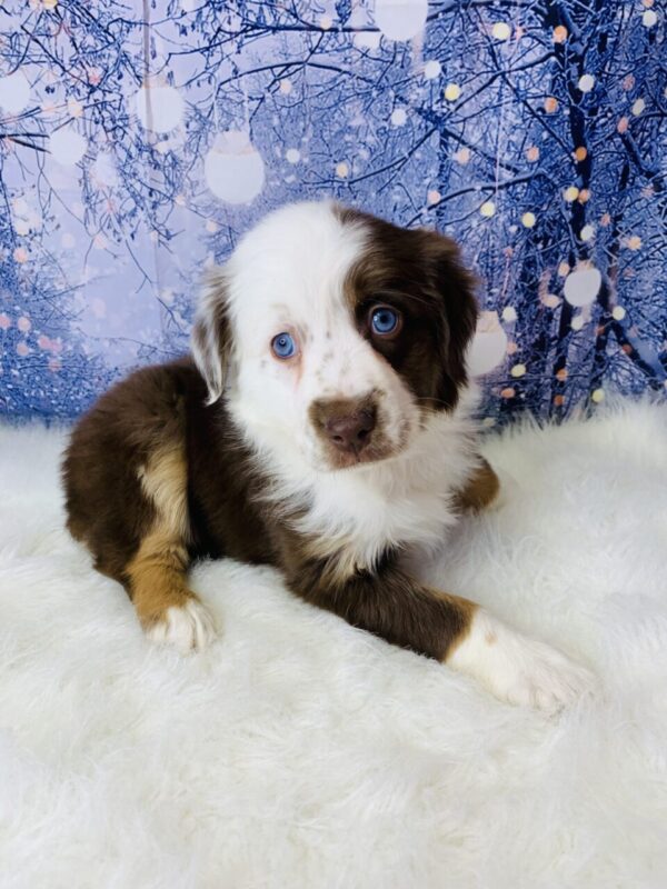 avery1-600x800 Avery (Female) Australian Shepherd, Mini $1499.99 (Found Loving Home)