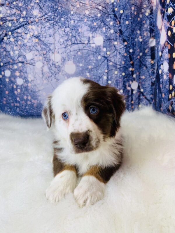 avery2-600x800 Avery (Female) Australian Shepherd, Mini $1499.99 (Found Loving Home)