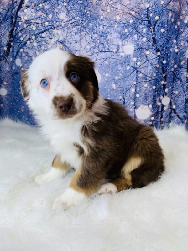 avery3-600x800 Avery (Female) Australian Shepherd, Mini $1499.99 (Found Loving Home)