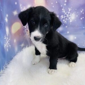 baylor-300x300 Baylor (Male) Border Collie/Shetland Sheepdog (Sheltie) $799.99 (Found Loving Home)