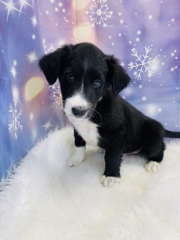 baylor-600x800 Baylor (Male) Border Collie/Shetland Sheepdog (Sheltie) $799.99 (Found Loving Home)
