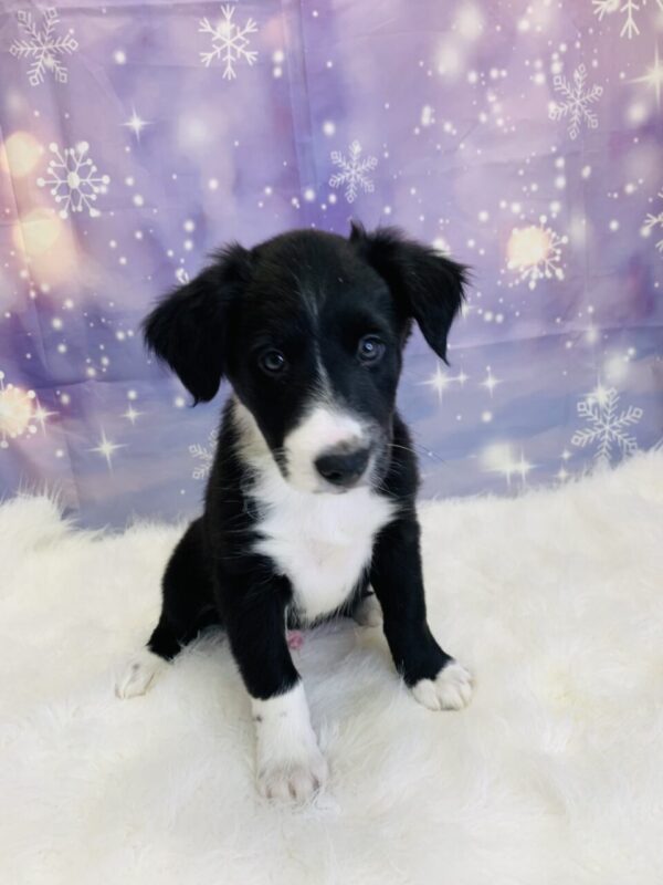baylor1-600x800 Baylor (Male) Border Collie/Shetland Sheepdog (Sheltie) $799.99 (Found Loving Home)