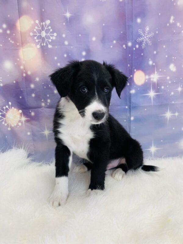 baylor2-600x800 Baylor (Male) Border Collie/Shetland Sheepdog (Sheltie) $799.99 (Found Loving Home)