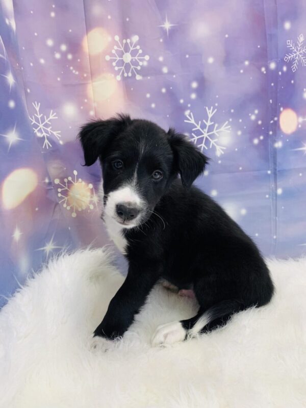 baylor3-600x800 Baylor (Male) Border Collie/Shetland Sheepdog (Sheltie) $799.99 (Found Loving Home)