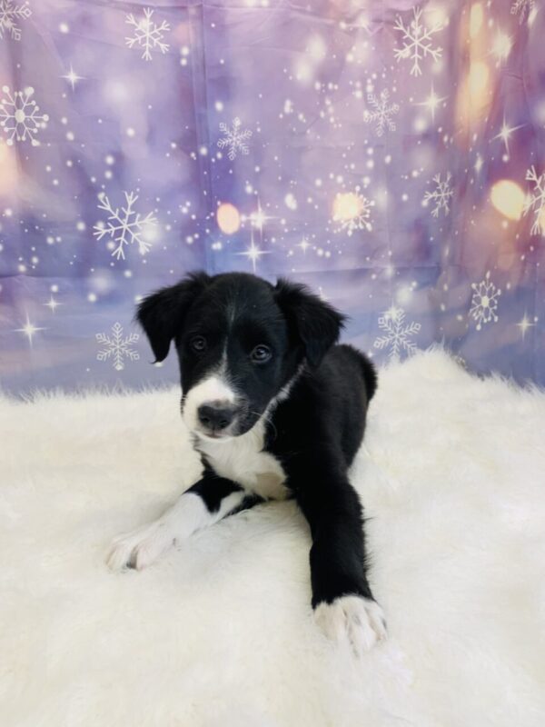 baylor4-600x800 Baylor (Male) Border Collie/Shetland Sheepdog (Sheltie) $799.99 (Found Loving Home)