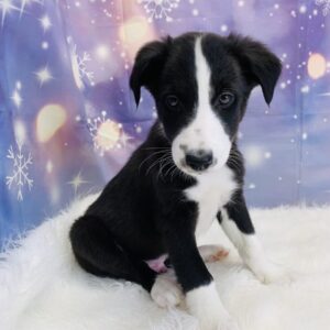 blaze-300x300 Blaze (Male) Border Collie/Shetland Sheepdog (Sheltie) $999.99 (Found Loving Home)