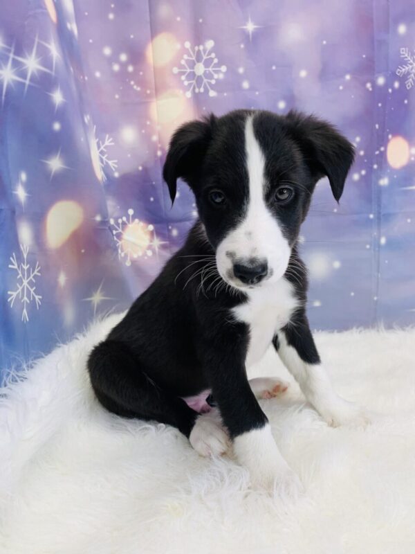 blaze-600x800 Blaze (Male) Border Collie/Shetland Sheepdog (Sheltie) $999.99 (Found Loving Home)