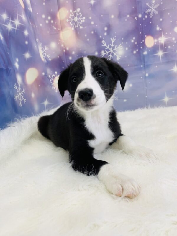 blaze1-600x800 Blaze (Male) Border Collie/Shetland Sheepdog (Sheltie) $999.99 (Found Loving Home)