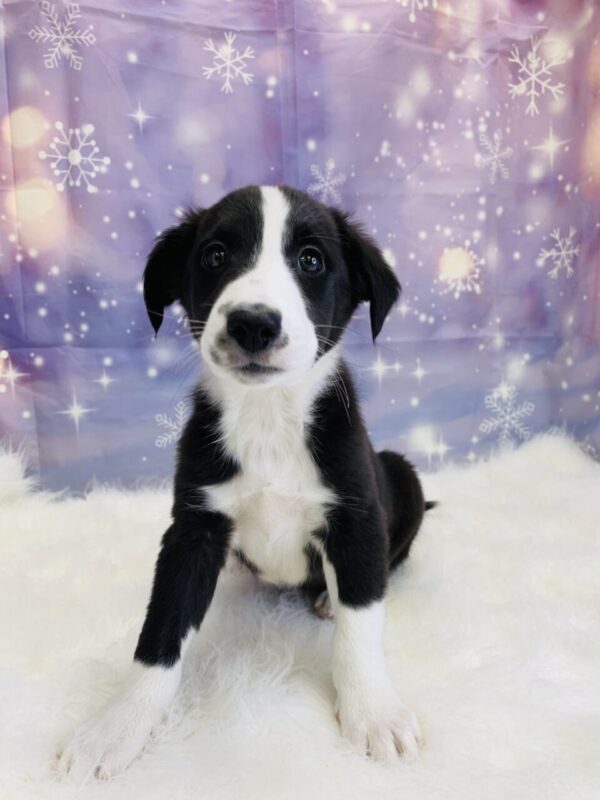 blaze2-600x800 Blaze (Male) Border Collie/Shetland Sheepdog (Sheltie) $999.99 (Found Loving Home)