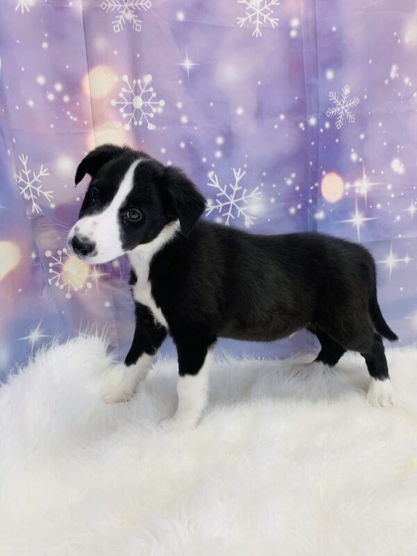 blaze3-600x800 Blaze (Male) Border Collie/Shetland Sheepdog (Sheltie) $999.99 (Found Loving Home)