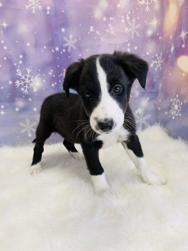 blaze4-600x800 Blaze (Male) Border Collie/Shetland Sheepdog (Sheltie) $999.99 (Found Loving Home)