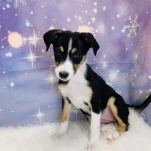 brittany-300x300 Britany (Female) Border Collie/Shetland Sheepdog (Sheltie) $599.99 (Found Loving Home)