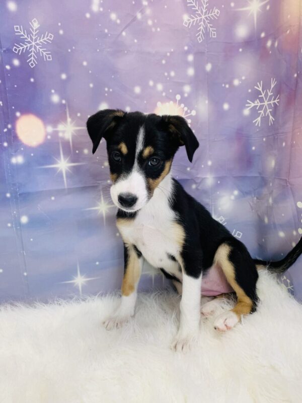 brittany-600x800 Britany (Female) Border Collie/Shetland Sheepdog (Sheltie) $599.99 (Found Loving Home)