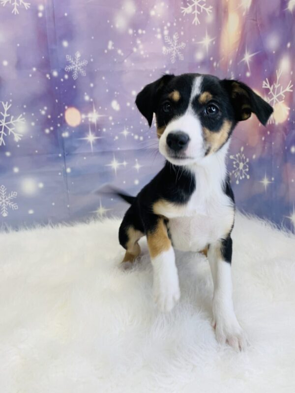 brittany1-600x800 Britany (Female) Border Collie/Shetland Sheepdog (Sheltie) $599.99 (Found Loving Home)