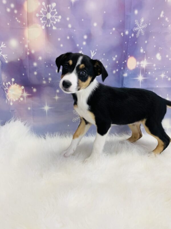 brittany2-600x800 Britany (Female) Border Collie/Shetland Sheepdog (Sheltie) $599.99 (Found Loving Home)