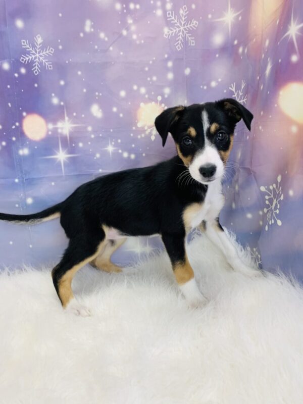 brittany3-600x800 Britany (Female) Border Collie/Shetland Sheepdog (Sheltie) $599.99 (Found Loving Home)