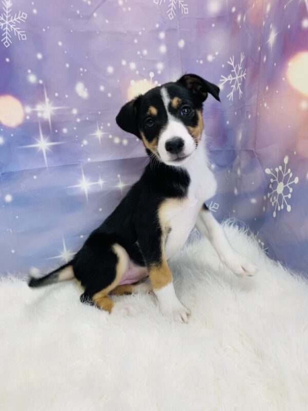 brittany4-600x800 Britany (Female) Border Collie/Shetland Sheepdog (Sheltie) $599.99 (Found Loving Home)