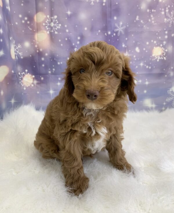 cameron-600x736 Cameron (Male) Cockapoo $1899.99 (Found Loving Home)