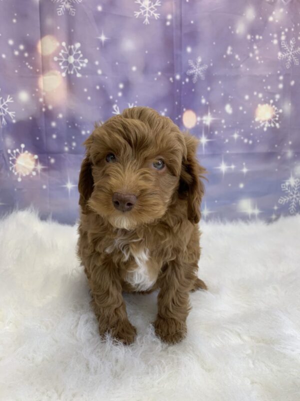 cameron1-600x800 Cameron (Male) Cockapoo $1899.99 (Found Loving Home)