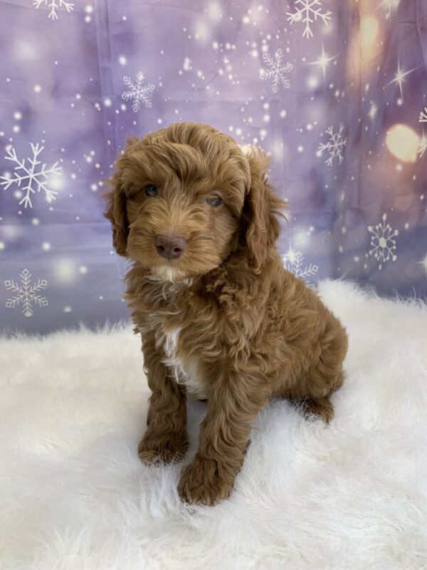 cameron2-600x800 Cameron (Male) Cockapoo $1899.99 (Found Loving Home)