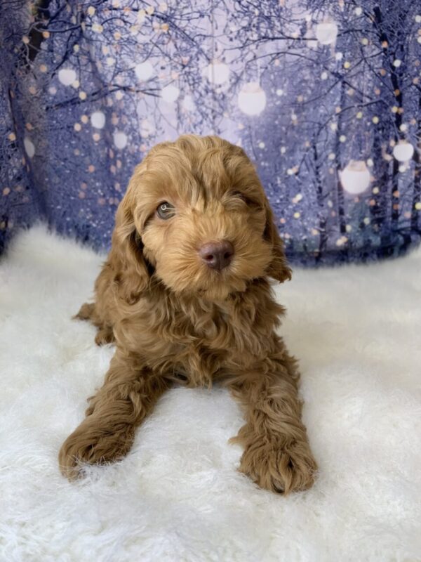candy-600x800 Candy (Female) Cockapoo $1499.99 (Found Loving Home)