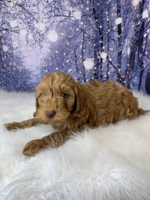 candy1-600x800 Candy (Female) Cockapoo $1499.99 (Found Loving Home)