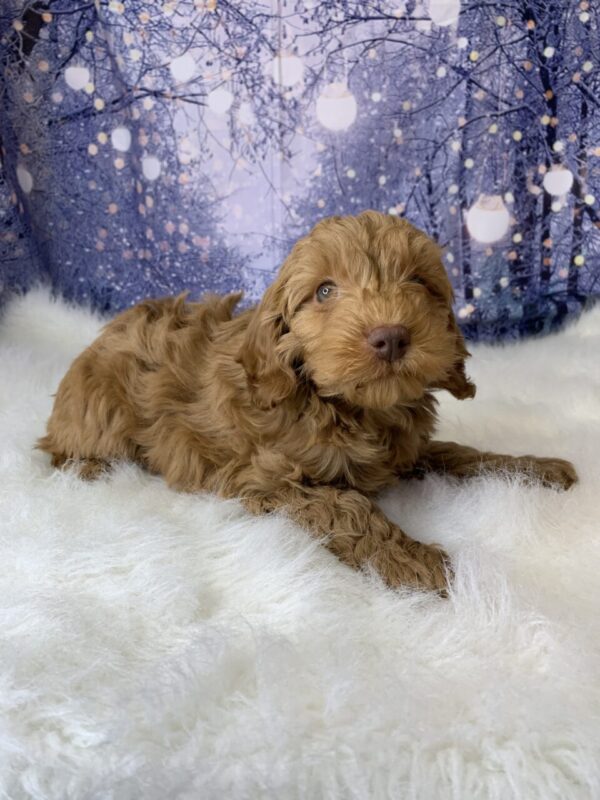 candy2-600x800 Candy (Female) Cockapoo $1499.99 (Found Loving Home)