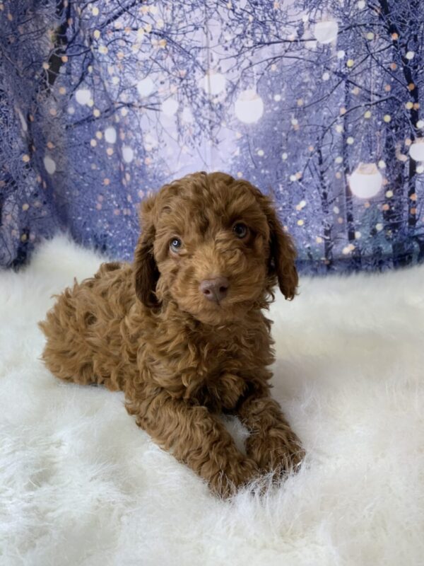 carol-600x800 Carol (Female) Cockapoo $1899.99 (Found Loving Home)
