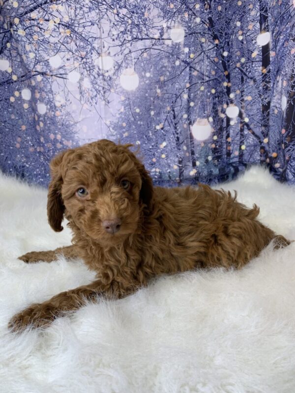 carol1-600x800 Carol (Female) Cockapoo $1899.99 (Found Loving Home)