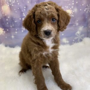clark-300x300 Clark (Male) Cavapoo $1499.99 (Found Loving Home)