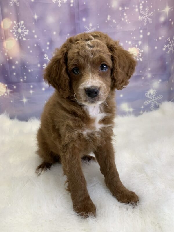 clark-600x800 Clark (Male) Cavapoo $1499.99 (Found Loving Home)