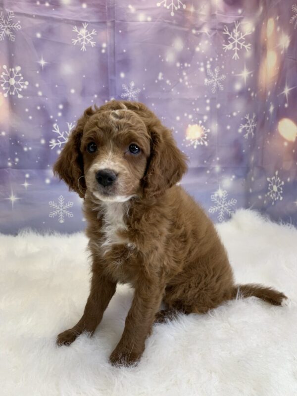 clark1-600x800 Clark (Male) Cavapoo $1499.99 (Found Loving Home)