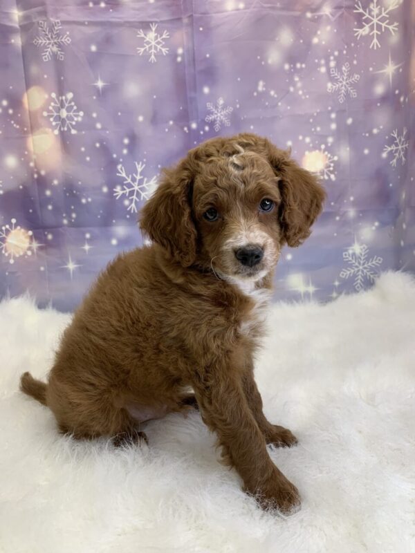 clark2-600x800 Clark (Male) Cavapoo $1499.99 (Found Loving Home)