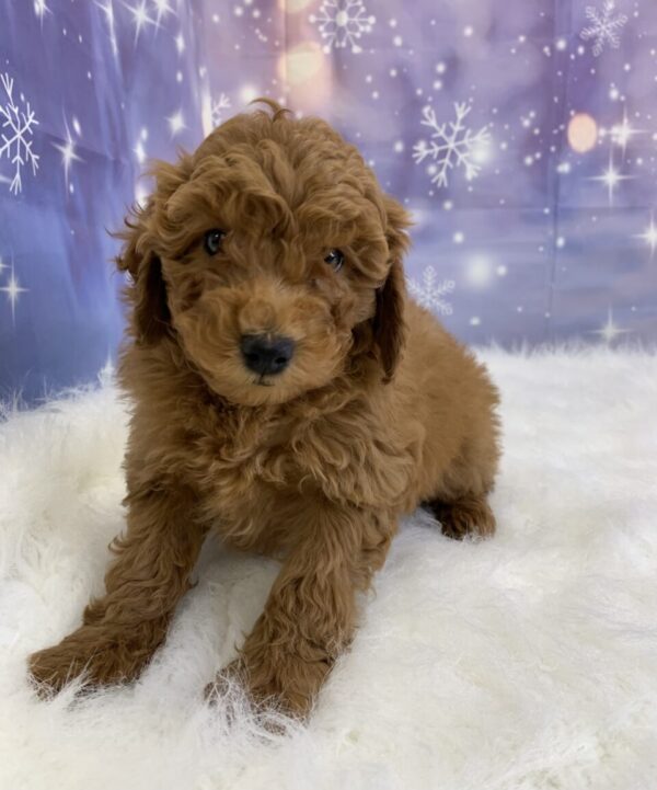 clementine-600x721 Clementine (Female) Cockapoo $1899.99 (Found Loving Home)