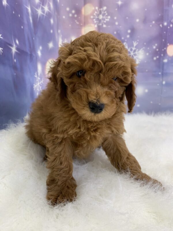 clementine1-600x800 Clementine (Female) Cockapoo $1899.99 (Found Loving Home)