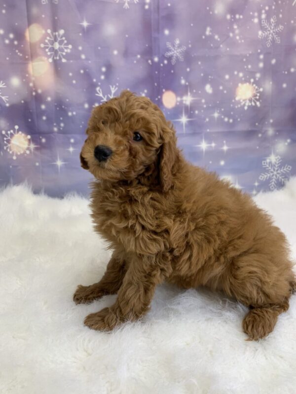 clementine3-600x800 Clementine (Female) Cockapoo $1899.99 (Found Loving Home)