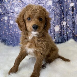 cora-300x300 Cora (Female) Cavapoo $1899.99 (Found Loving Home)