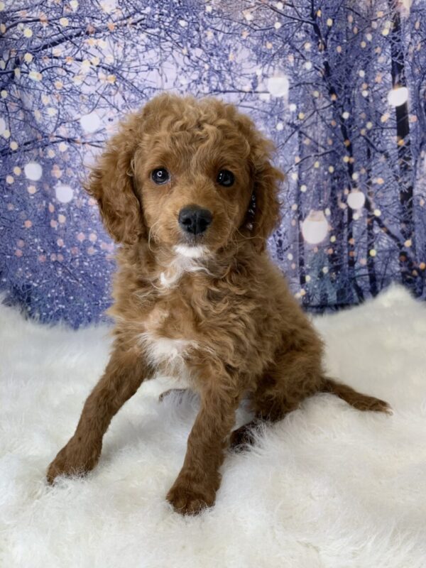 cora-600x800 Cora (Female) Cavapoo $1899.99 (Found Loving Home)