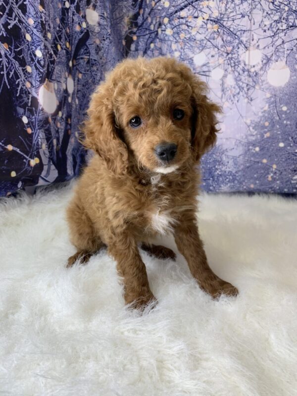 cora1-600x800 Cora (Female) Cavapoo $1899.99 (Found Loving Home)